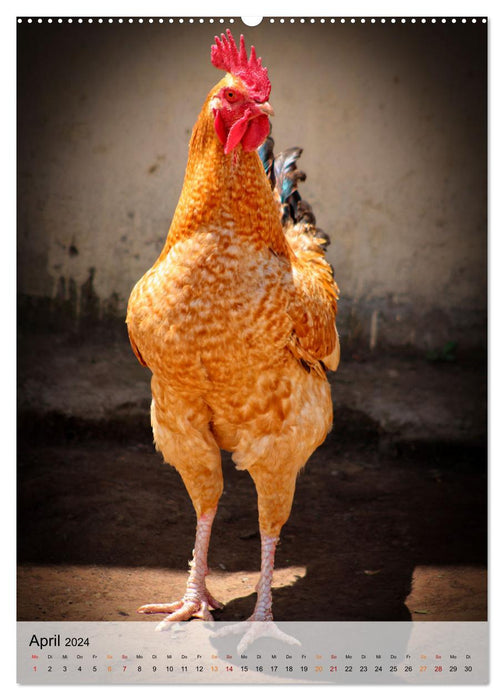 Hühner - buntes Federvieh (CALVENDO Wandkalender 2024)