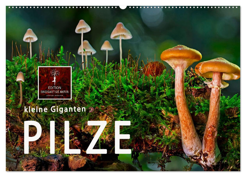 Pilze - kleine Giganten (CALVENDO Wandkalender 2024)
