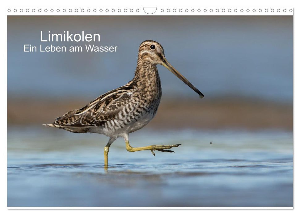 Limikolen - Ein Leben am Wasser (CALVENDO Wandkalender 2024)