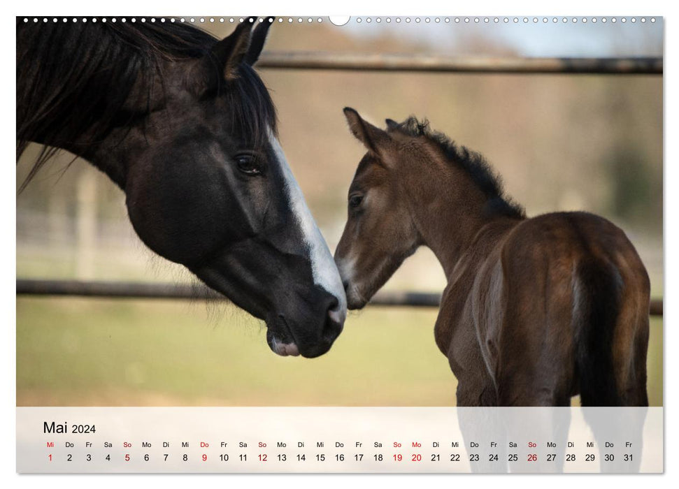 Pferde 2024 Kraft und Anmut (CALVENDO Wandkalender 2024)