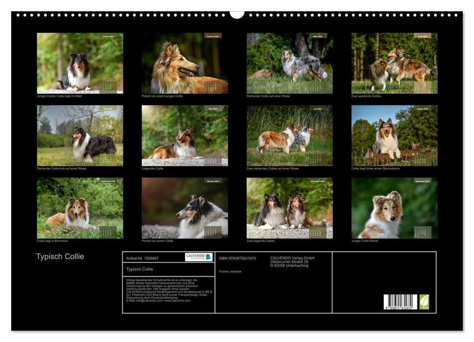 Typisch Collie (CALVENDO Wandkalender 2024)