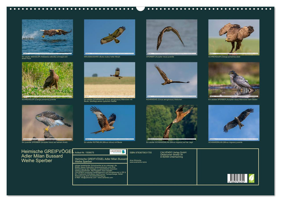 Heimische GREIFVÖGEL Adler Milan Bussard Weihe Sperber (CALVENDO Wandkalender 2024)