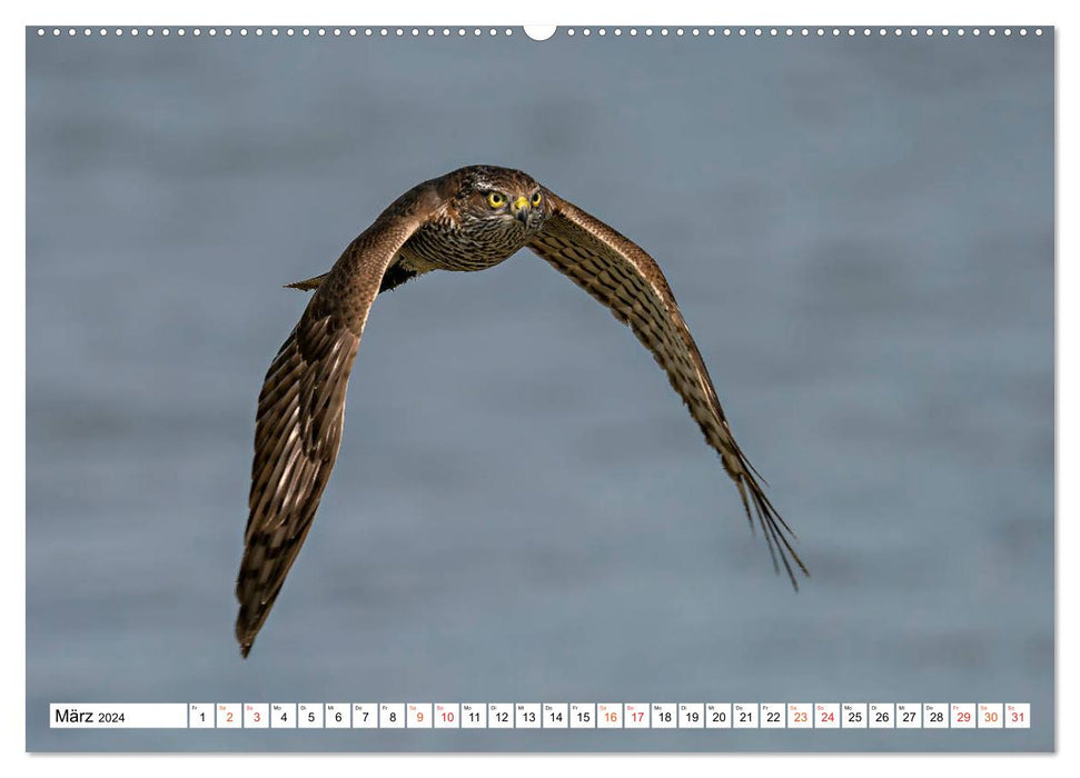 Heimische GREIFVÖGEL Adler Milan Bussard Weihe Sperber (CALVENDO Wandkalender 2024)