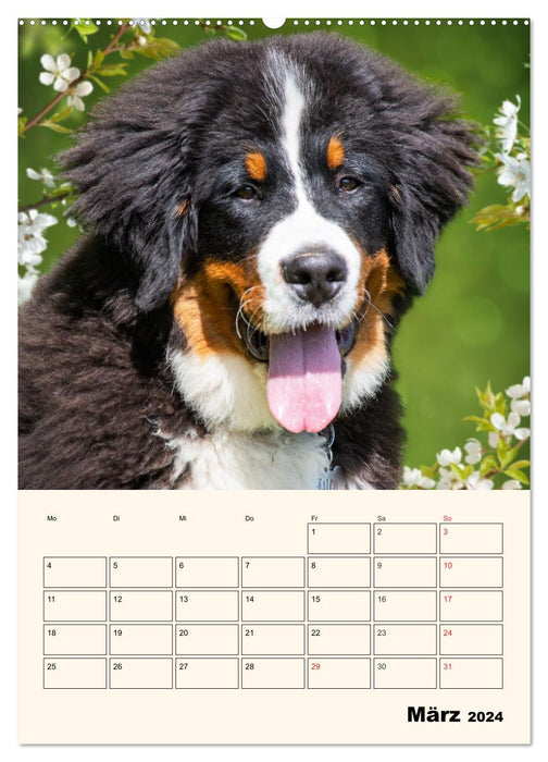 Traumhaft schön - Der Berner Sennenhund (CALVENDO Wandkalender 2024)