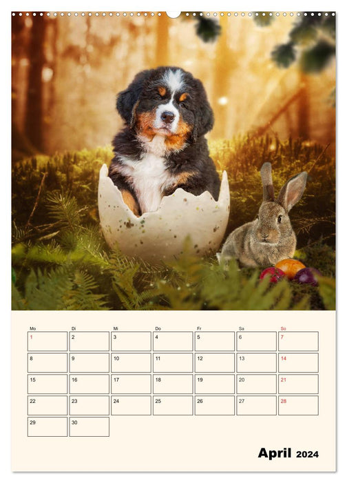 Traumhaft schön - Der Berner Sennenhund (CALVENDO Wandkalender 2024)