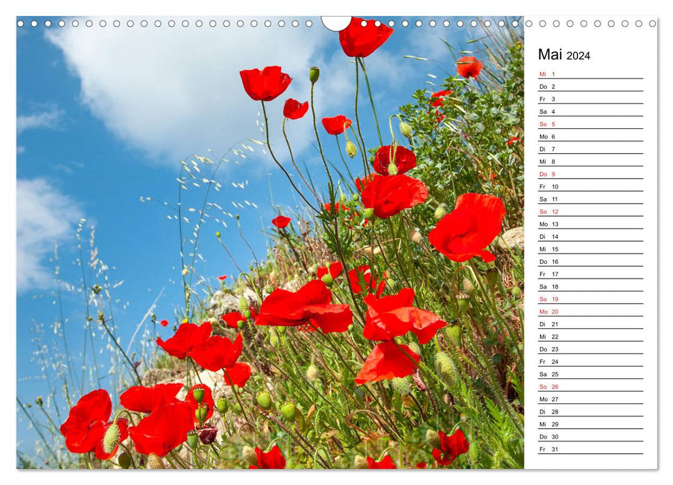 Wild Pyrenees (CALVENDO wall calendar 2024) 