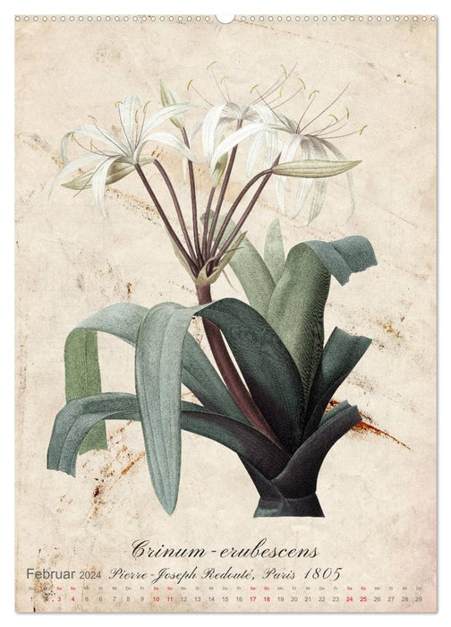 Lilies illustrations by Pierre-Joseph Redouté, Paris 1805 (CALVENDO wall calendar 2024) 