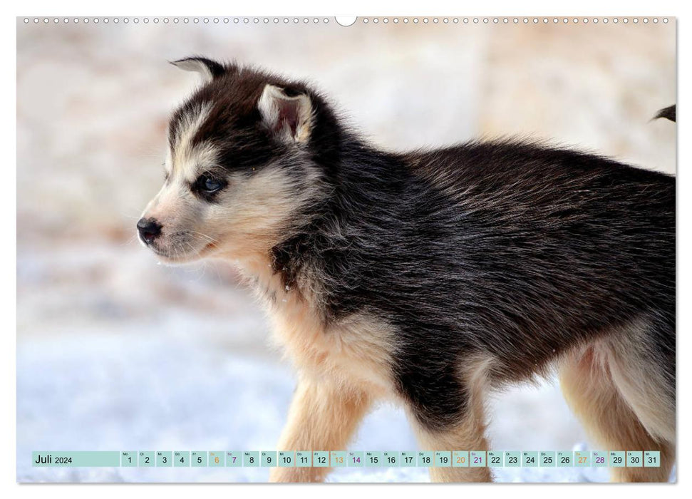 Huskies - Tolle Gefährten (CALVENDO Premium Wandkalender 2024)