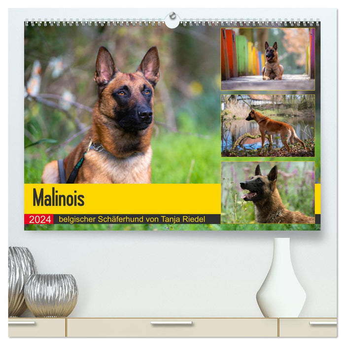 Malinois - belgischer Schäferhund (CALVENDO Premium Wandkalender 2024)