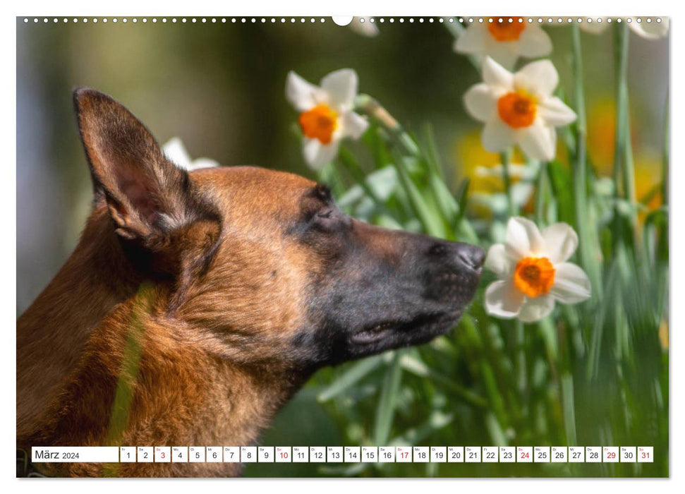 Malinois - Belgian Shepherd Dog (CALVENDO Premium Wall Calendar 2024) 