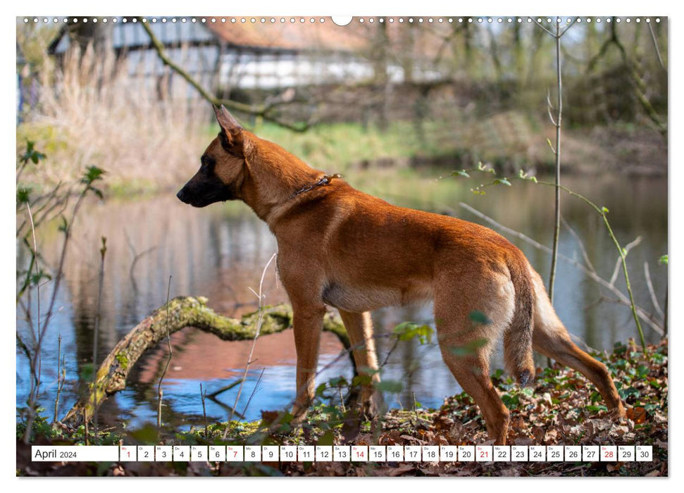 Malinois - Belgian Shepherd Dog (CALVENDO Premium Wall Calendar 2024) 