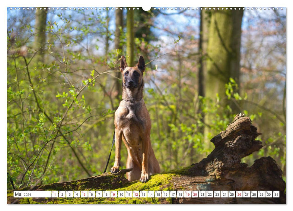Malinois - belgischer Schäferhund (CALVENDO Premium Wandkalender 2024)