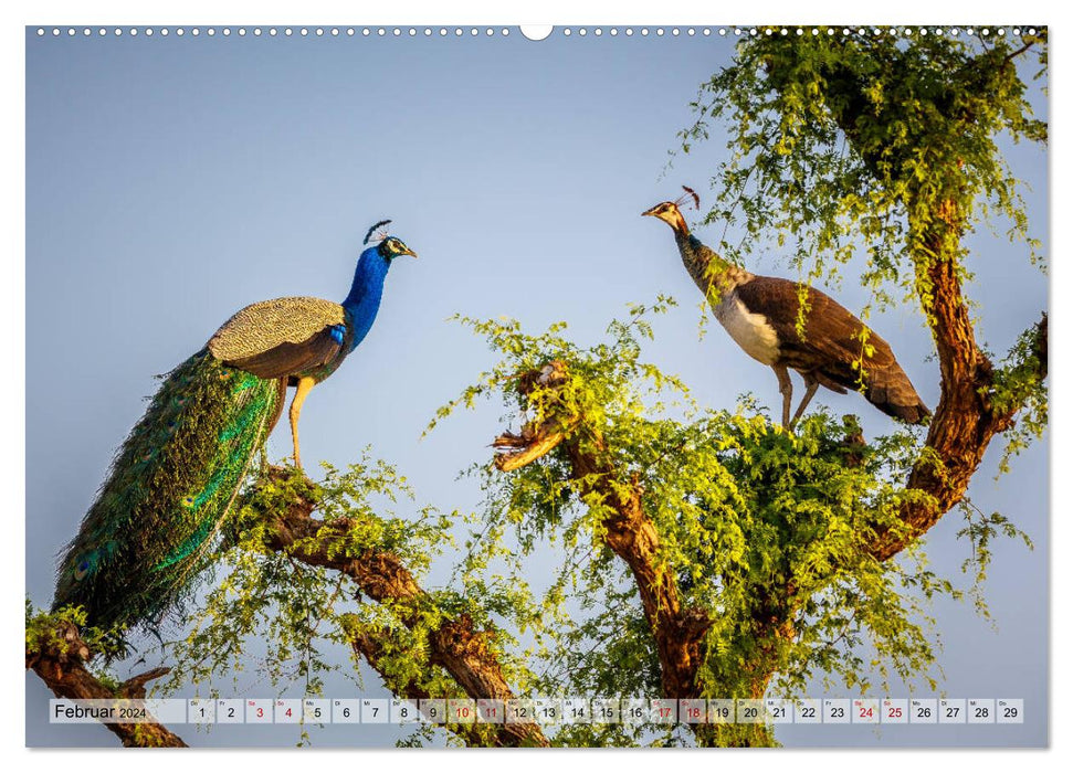 India - Spectacle of Colors (CALVENDO Premium Wall Calendar 2024) 