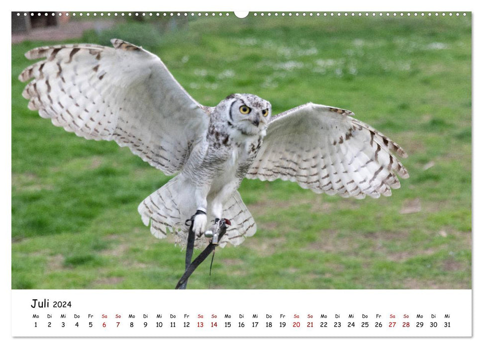 Owls 2024 (CALVENDO Premium Wall Calendar 2024) 