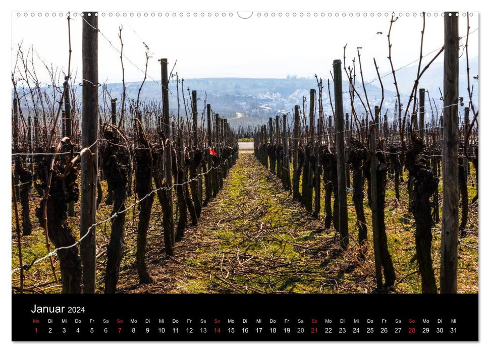 L'année dans la vigne (Calendrier mural CALVENDO Premium 2024) 