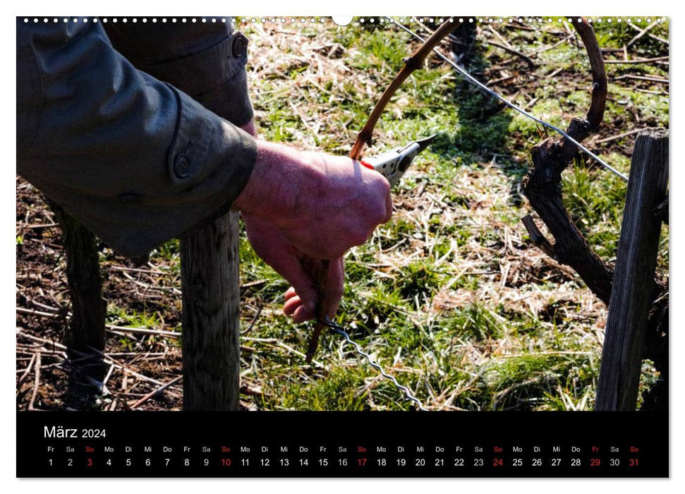 L'année dans la vigne (Calendrier mural CALVENDO Premium 2024) 