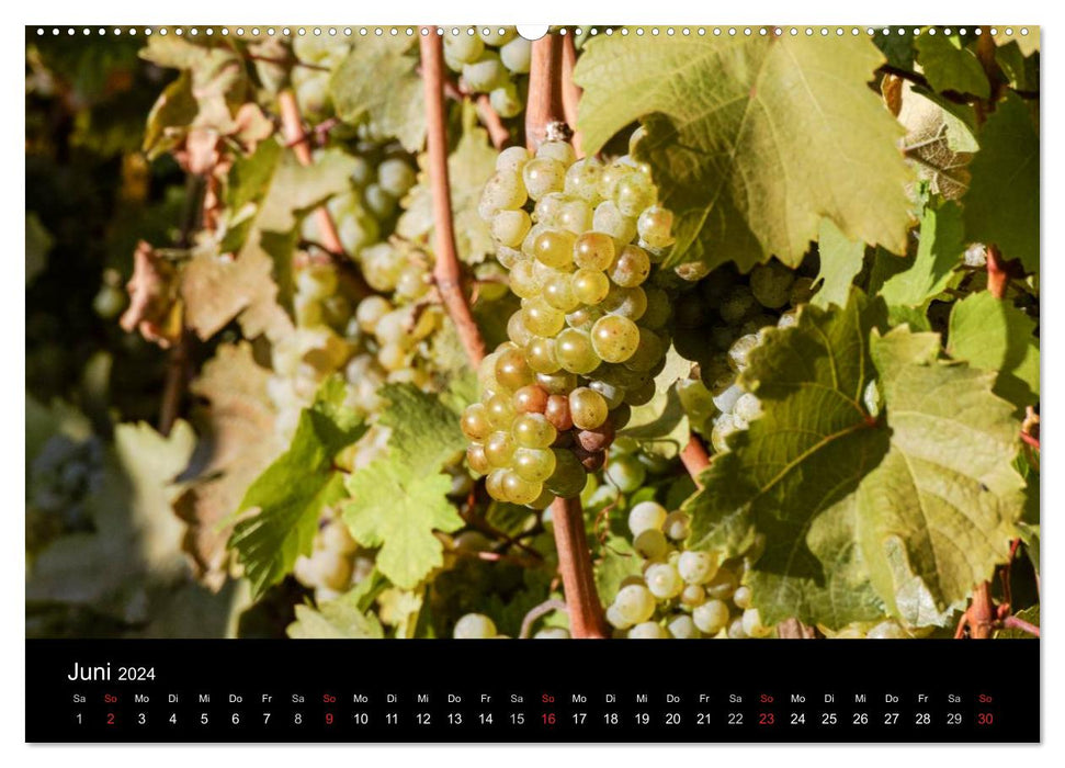 L'année dans la vigne (Calendrier mural CALVENDO Premium 2024) 