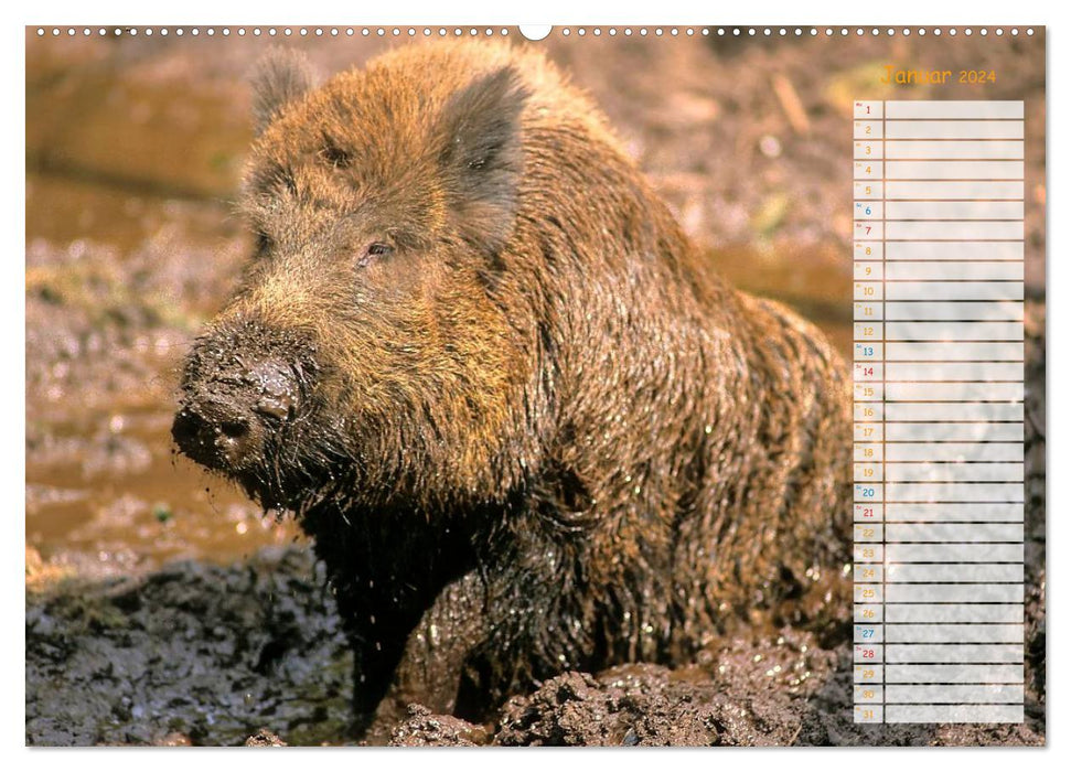 Tiere des Waldes (CALVENDO Premium Wandkalender 2024)