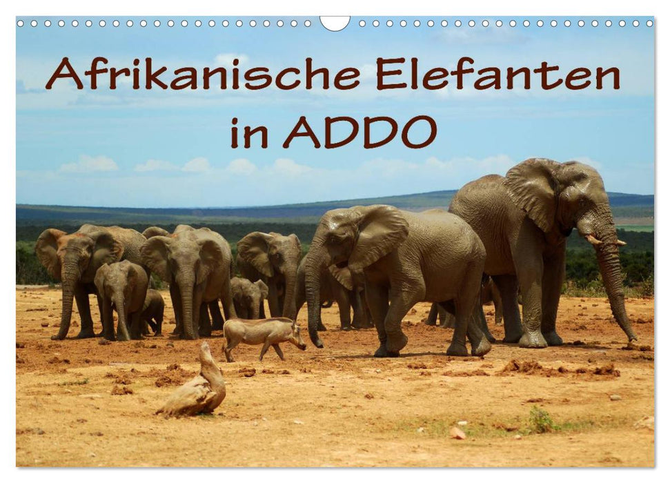 Afrikanische Elefanten in ADDO (CALVENDO Wandkalender 2024)