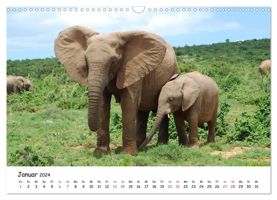 Afrikanische Elefanten in ADDO (CALVENDO Wandkalender 2024)