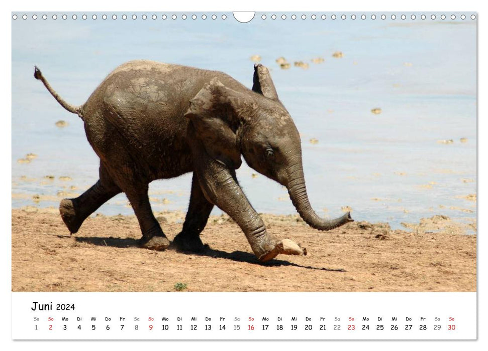 Afrikanische Elefanten in ADDO (CALVENDO Wandkalender 2024)