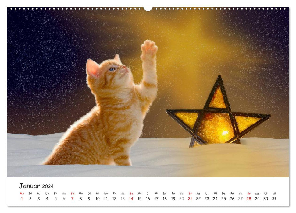 Chatons 2024 (Calendrier mural CALVENDO Premium 2024) 