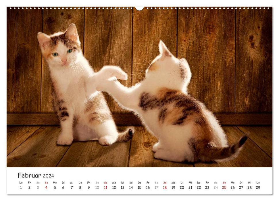 Chatons 2024 (Calendrier mural CALVENDO Premium 2024) 