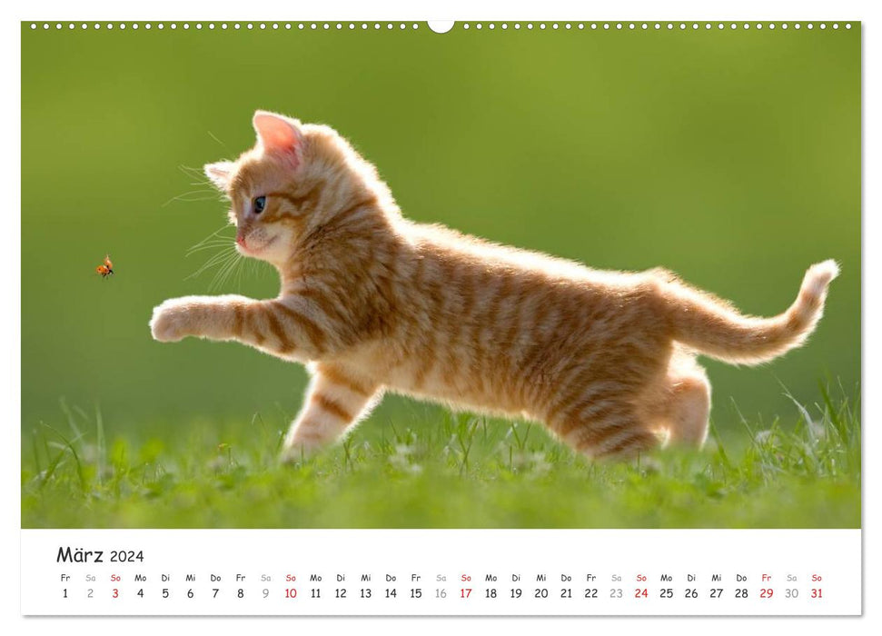 Chatons 2024 (Calendrier mural CALVENDO Premium 2024) 