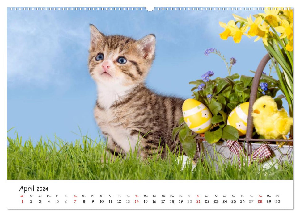 Chatons 2024 (Calendrier mural CALVENDO Premium 2024) 