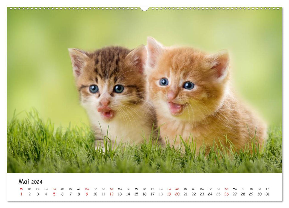 Chatons 2024 (Calendrier mural CALVENDO Premium 2024) 