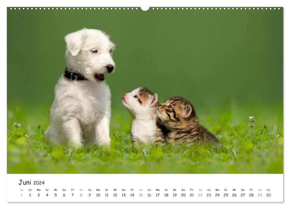 Chatons 2024 (Calendrier mural CALVENDO Premium 2024) 