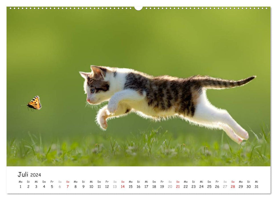 Chatons 2024 (Calendrier mural CALVENDO Premium 2024) 