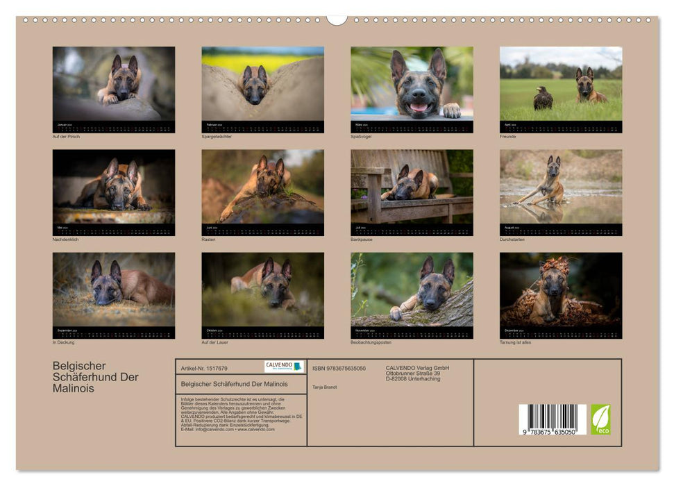 Chien de berger belge – Le Malinois (Calvendo Premium Wall Calendar 2024) 