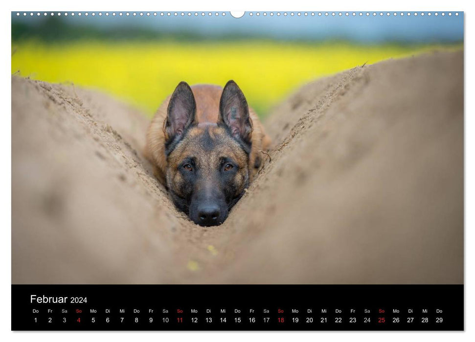 Belgischer Schäferhund - Der Malinois (CALVENDO Premium Wandkalender 2024)