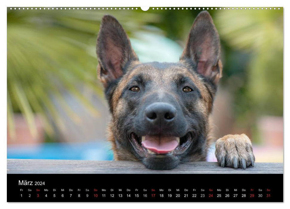 Belgischer Schäferhund - Der Malinois (CALVENDO Premium Wandkalender 2024)