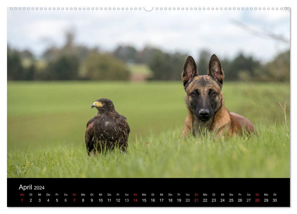 Chien de berger belge – Le Malinois (Calvendo Premium Wall Calendar 2024) 