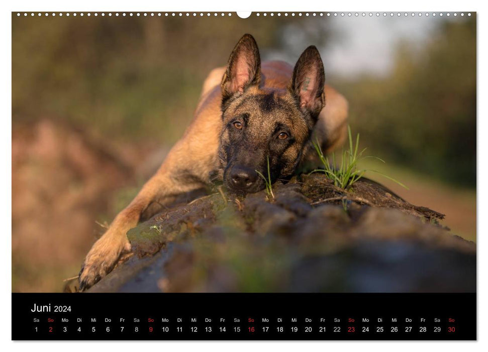 Chien de berger belge – Le Malinois (Calvendo Premium Wall Calendar 2024) 