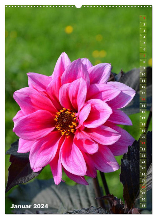 Dahlien - Blütenträume (CALVENDO Premium Wandkalender 2024)