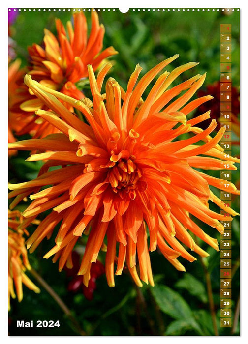 Dahlien - Blütenträume (CALVENDO Premium Wandkalender 2024)
