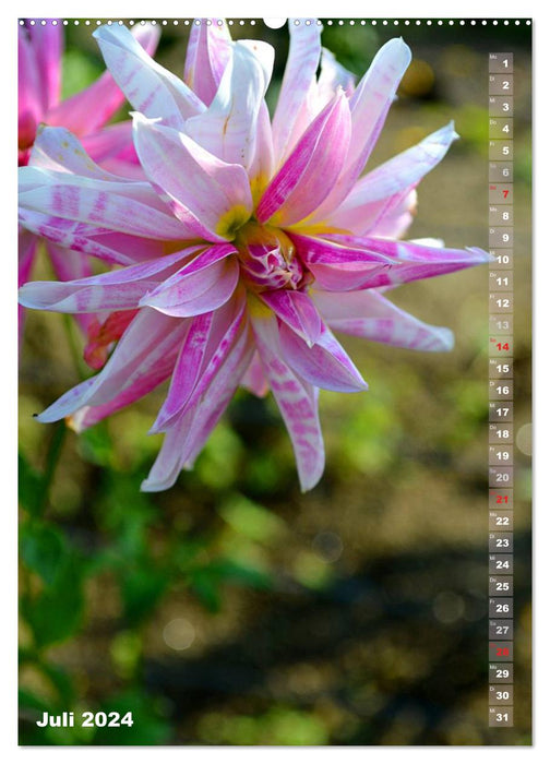 Dahlias – Rêves de fleurs (Calvendo Premium Calendrier mural 2024) 