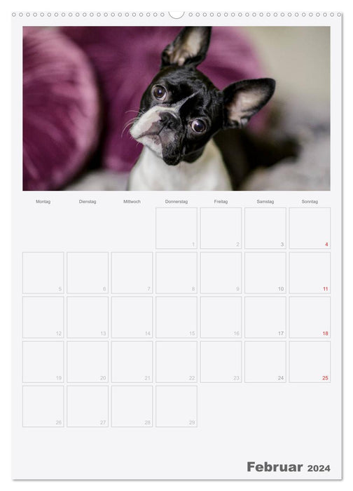 Boston Terrier der Hund 2024 (CALVENDO Premium Wandkalender 2024)