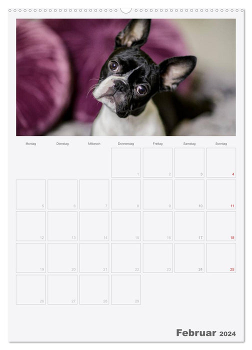 Boston Terrier le chien 2024 (Calvendo Premium Calendrier mural 2024) 