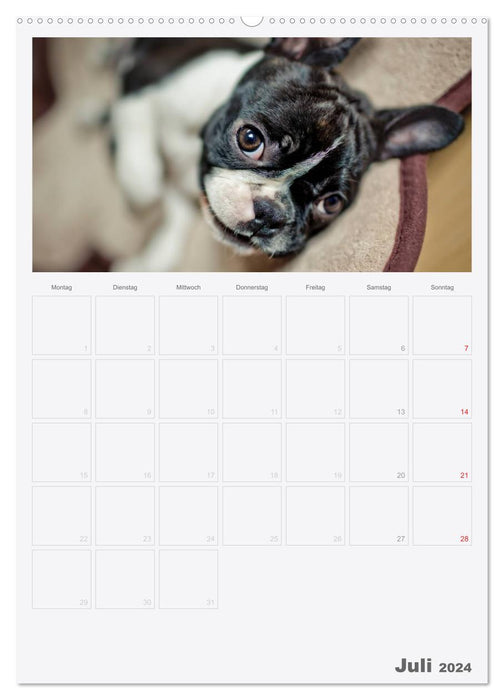 Boston Terrier der Hund 2024 (CALVENDO Premium Wandkalender 2024)