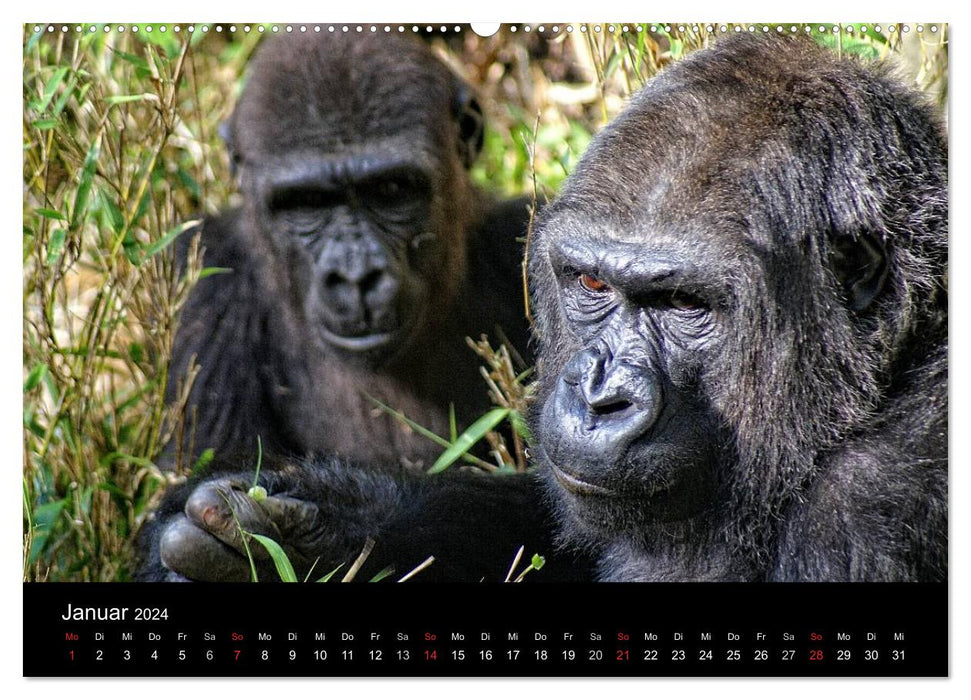 Gorillas - Die sanften Wilden (CALVENDO Premium Wandkalender 2024)