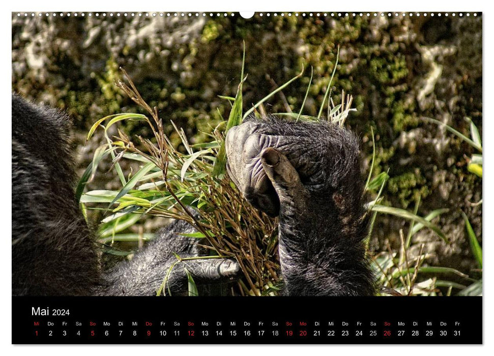 Gorillas - Die sanften Wilden (CALVENDO Premium Wandkalender 2024)