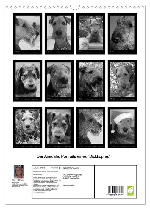 Der Airedale: Portraits eines "Dickkopfes" (CALVENDO Wandkalender 2024)