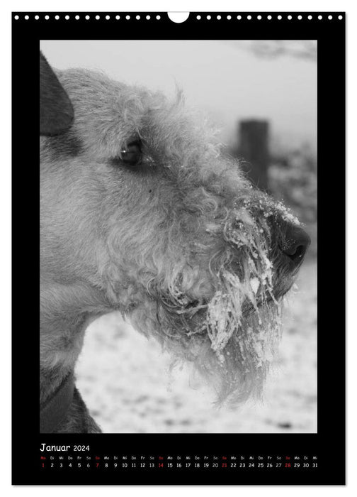 Der Airedale: Portraits eines "Dickkopfes" (CALVENDO Wandkalender 2024)