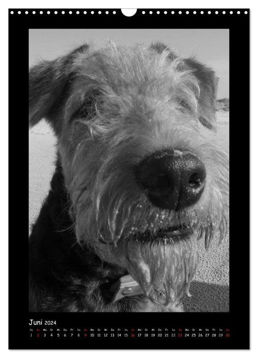 Der Airedale: Portraits eines "Dickkopfes" (CALVENDO Wandkalender 2024)