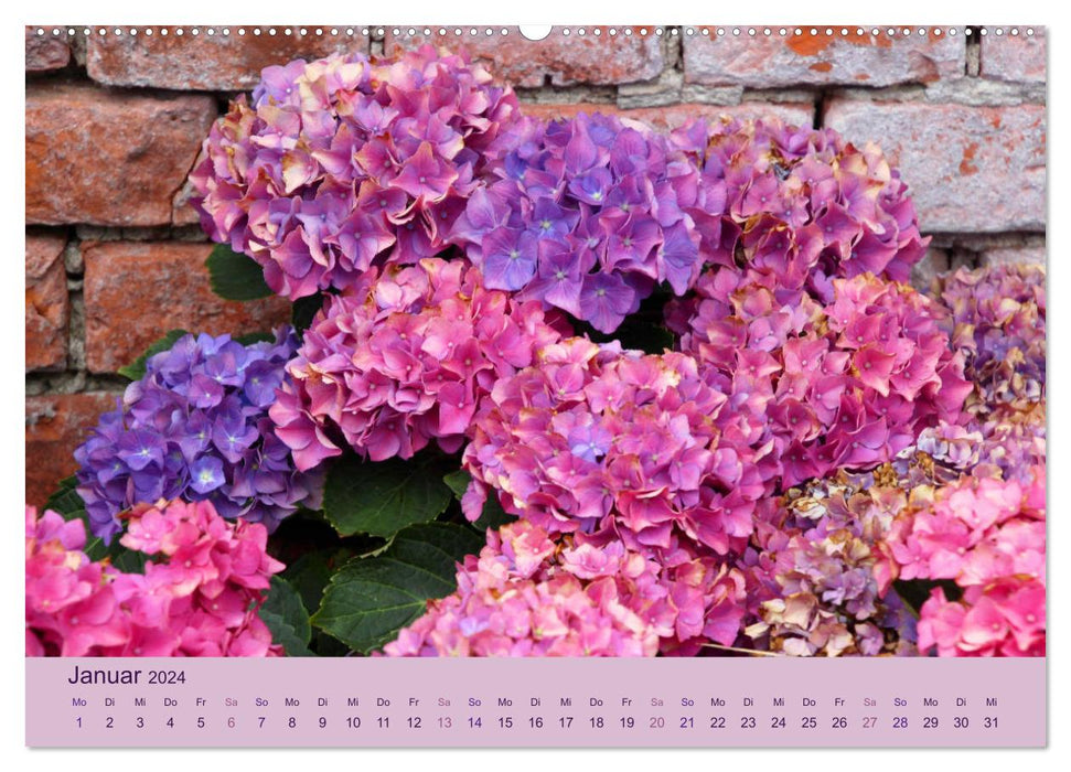 Hortensien 2024. Farbenprächtige Impressionen aus dem Garten (CALVENDO Premium Wandkalender 2024)