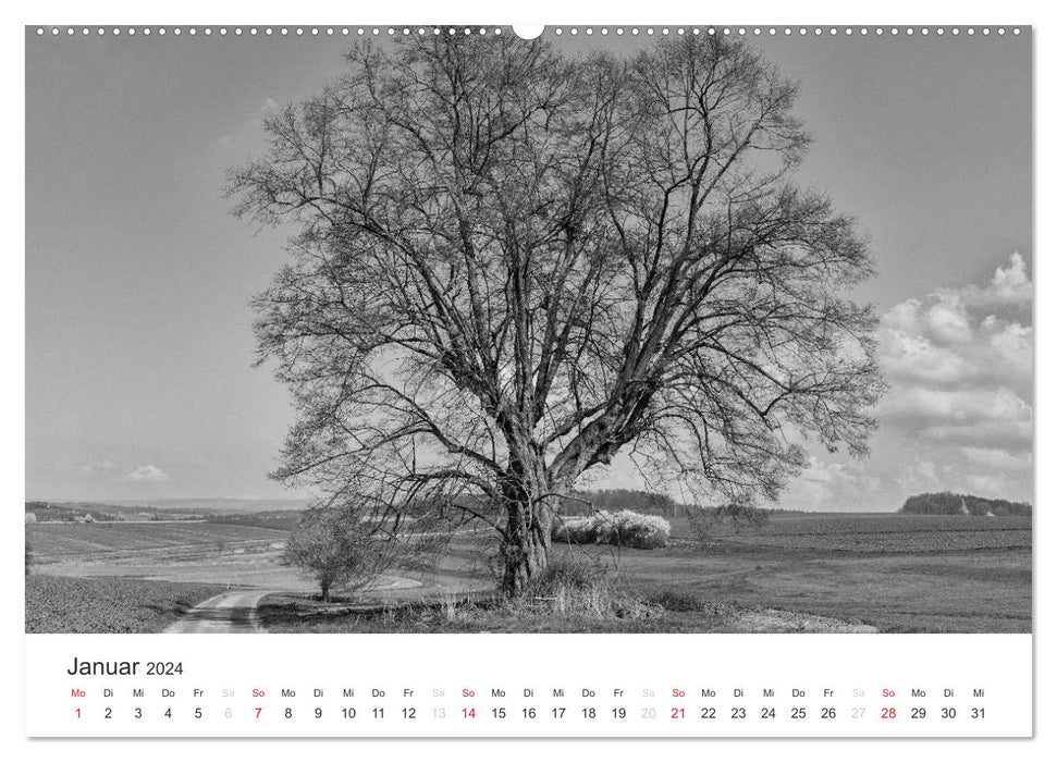 Bäume - Naturschönheiten in schwarz-weiß (CALVENDO Wandkalender 2024)